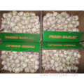 Normal White Garlic Fresh